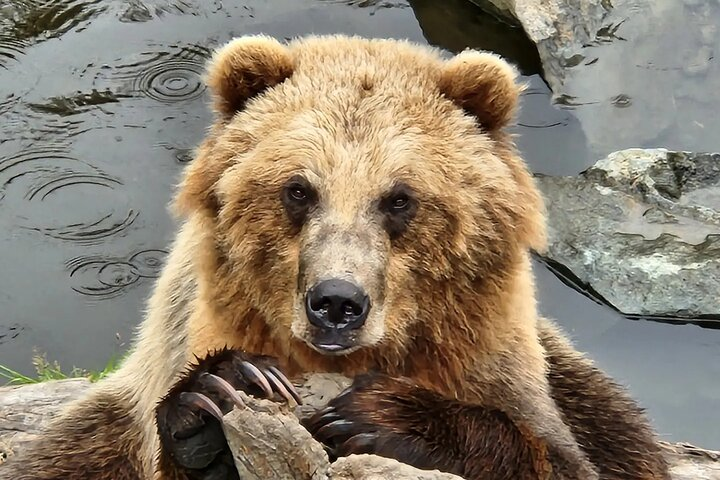 Sitka's only Private Simply Amazing Tour - Photo 1 of 6